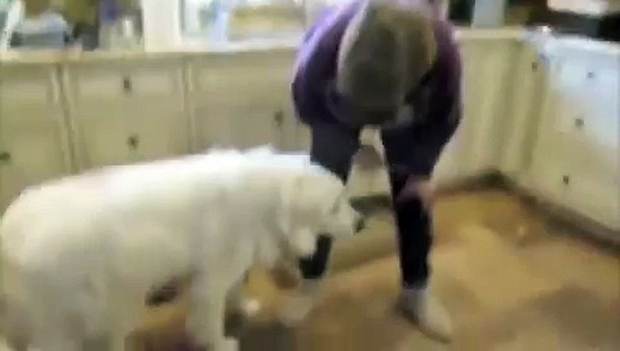 VICIOUS FOOD AGGRESSIVE GREAT PYRENEES SAVED! - Jeffrey Loy : www.FriendToAnimals.com