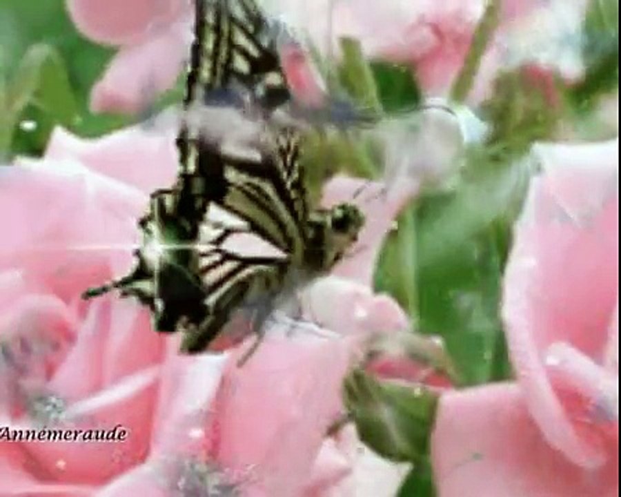 'Cadeau de l'Amitié'(Geschenk der Freundschaft)♥