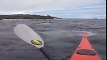 Grey Seals and Sea Kayaks