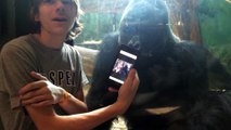 Gorilla watches photos of other gorillas on smartphone... Look his reaction!
