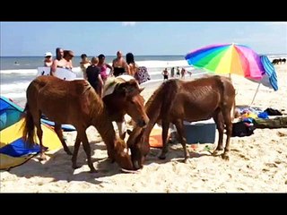 Des chevaux sauvages s'invitent à prendre le goûter sur une plage