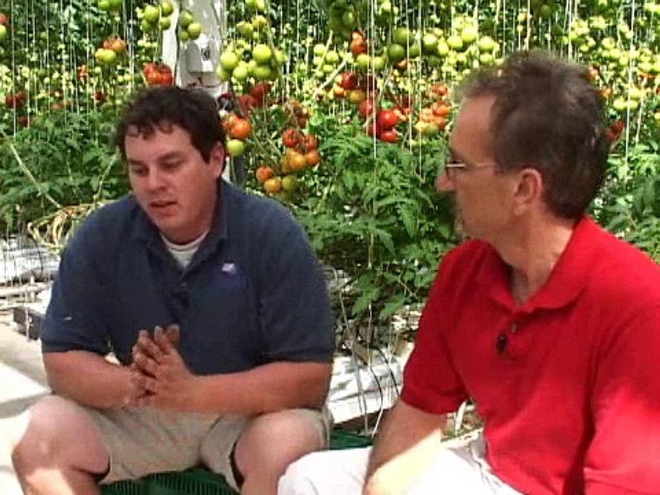 Greenhouse Tomatoes (Using Computers)