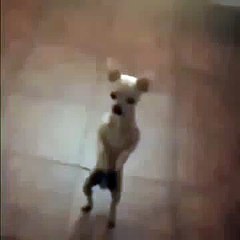 dog funny   Animal Humor