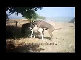 Animals video new Donkey      reproduction~1