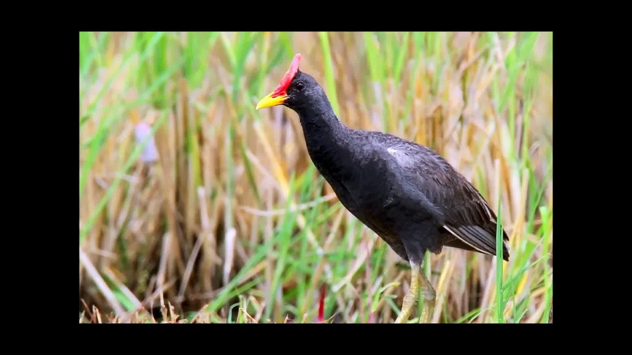 Watercock / Gallicrex cinerea / นกอีลุ้ม (male call)