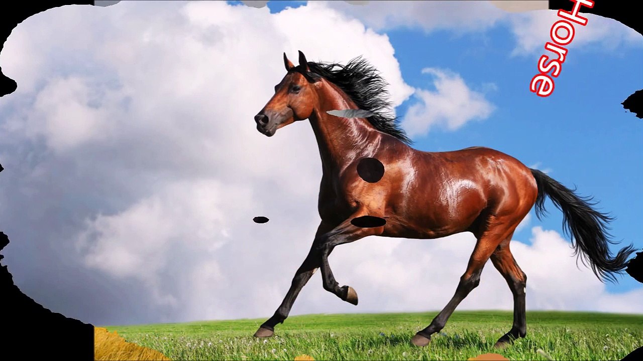 Horse: Animals for Children Kids Videos Kindergarten Preschool Learning Toddlers Sounds Songs Farm