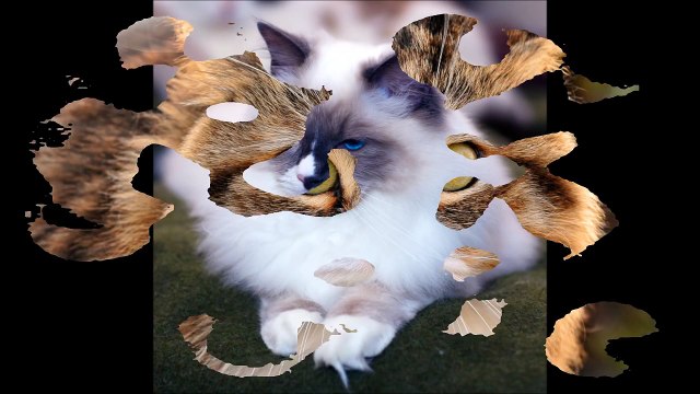 Cat: Animals for Children Kids Videos Kindergarten Preschool Learning Toddlers Sounds Songs Farm