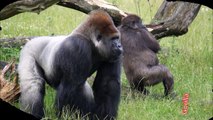 Gorilla: Animals for Children Kids Videos Kindergarten Preschool Learning Toddlers Sounds Songs Zoo