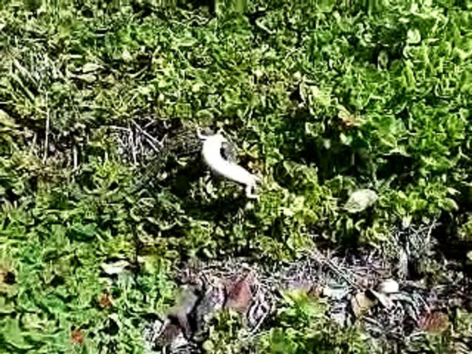 Alligator Lizard Fight