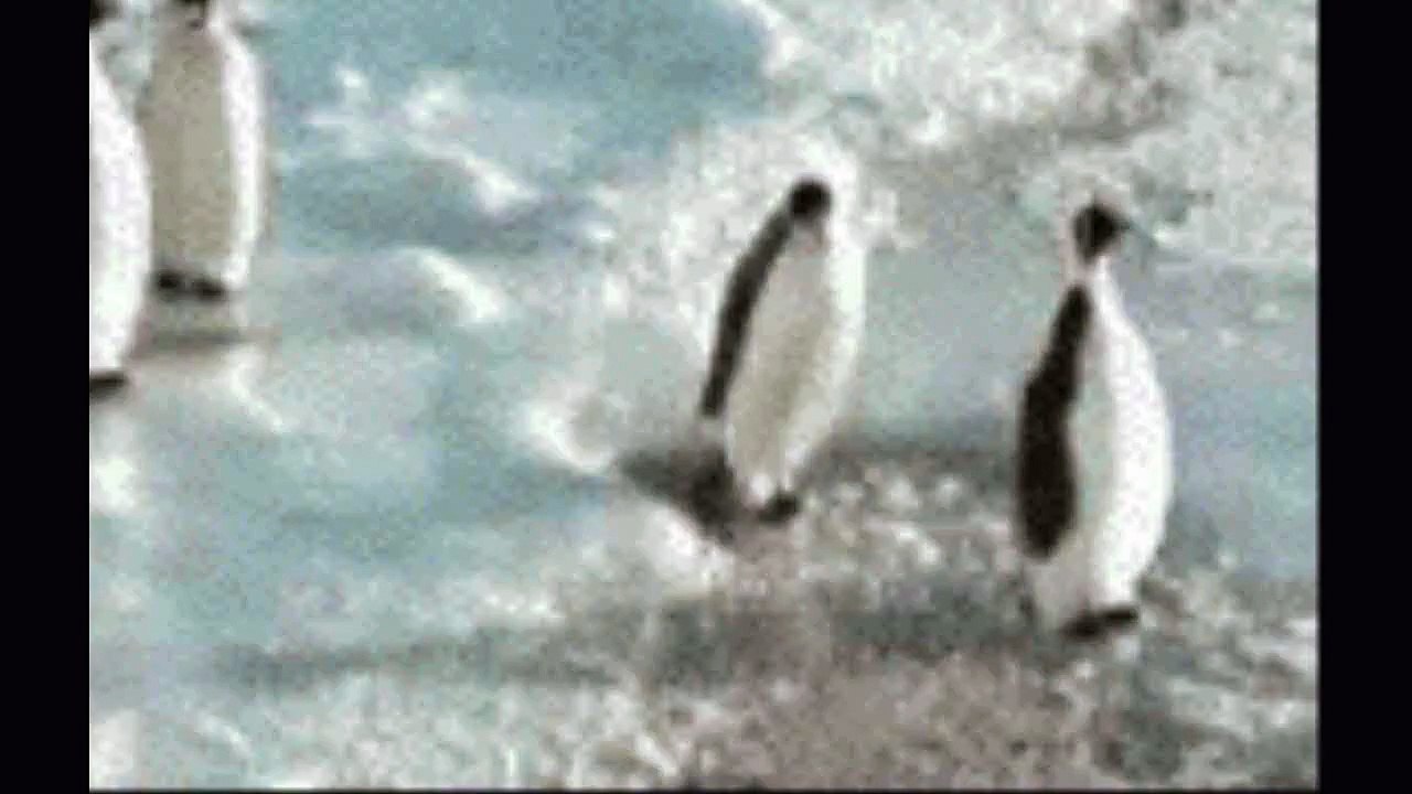 Penguin - Getting Slapped