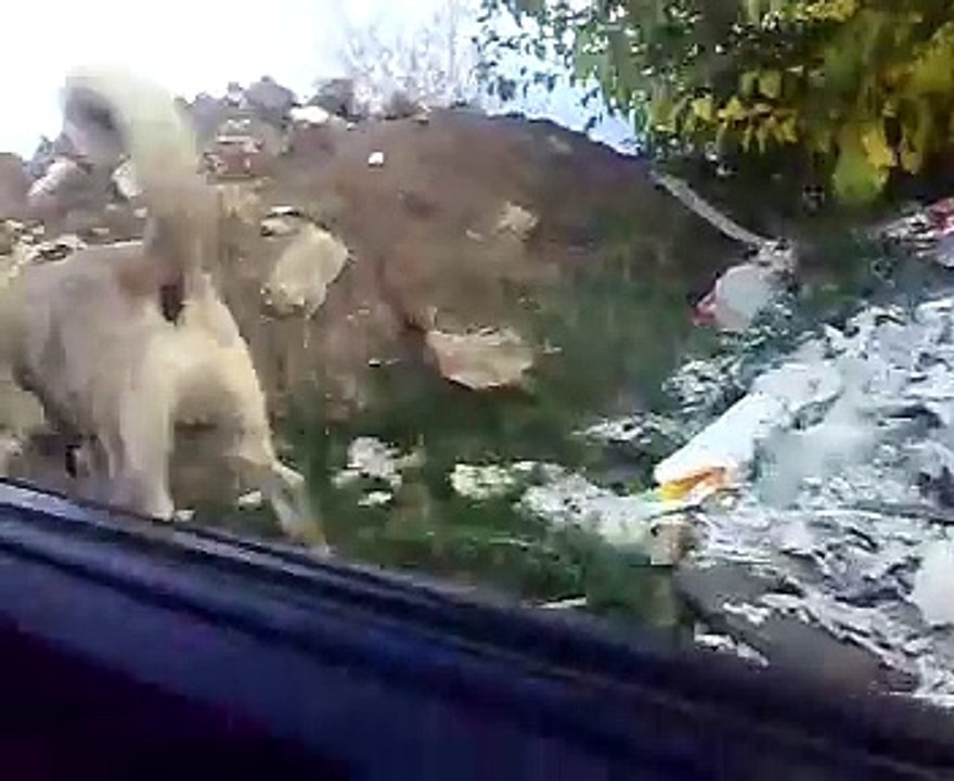 Piton Sampiyon Vrapciste