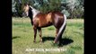 AINT SEEN NOTHIN YET 2008 Stallion by Frenchmans Guy X Smart N Famous SI 89 (Dash Ta Fame)