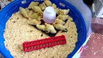 Baby Peking ducks eating collard greens - 12 days old