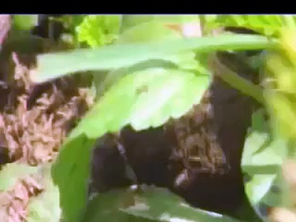 Dung Beetles for Agriculture, the Environment and Addressing Global Warming!