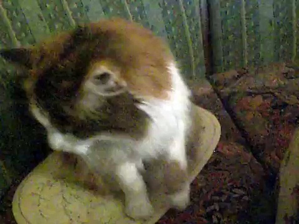 My Talking Cat Nikki And The Cheesecake (Nikki will Käsekuchen)