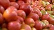 Manejo de insetos-praga e doenças na cultura do tomateiro - Dia de Campo na TV