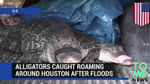 Alligator hunter catches gators around Houston after catastrophic floods - TomoNews