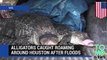 Alligator hunter catches gators around Houston after catastrophic floods - TomoNews
