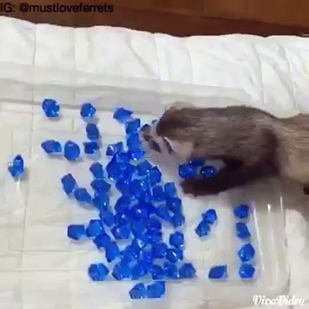 ⁣TV Shows inspired ferret videos :)