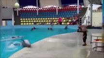 Funny dolphin plays ball with kids aœ ✪Super Funny✪
