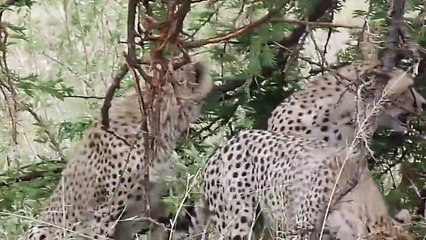 Guepardos comiendo en el Parque Nacional de Serengeti (Tanzania, Julio 2011)