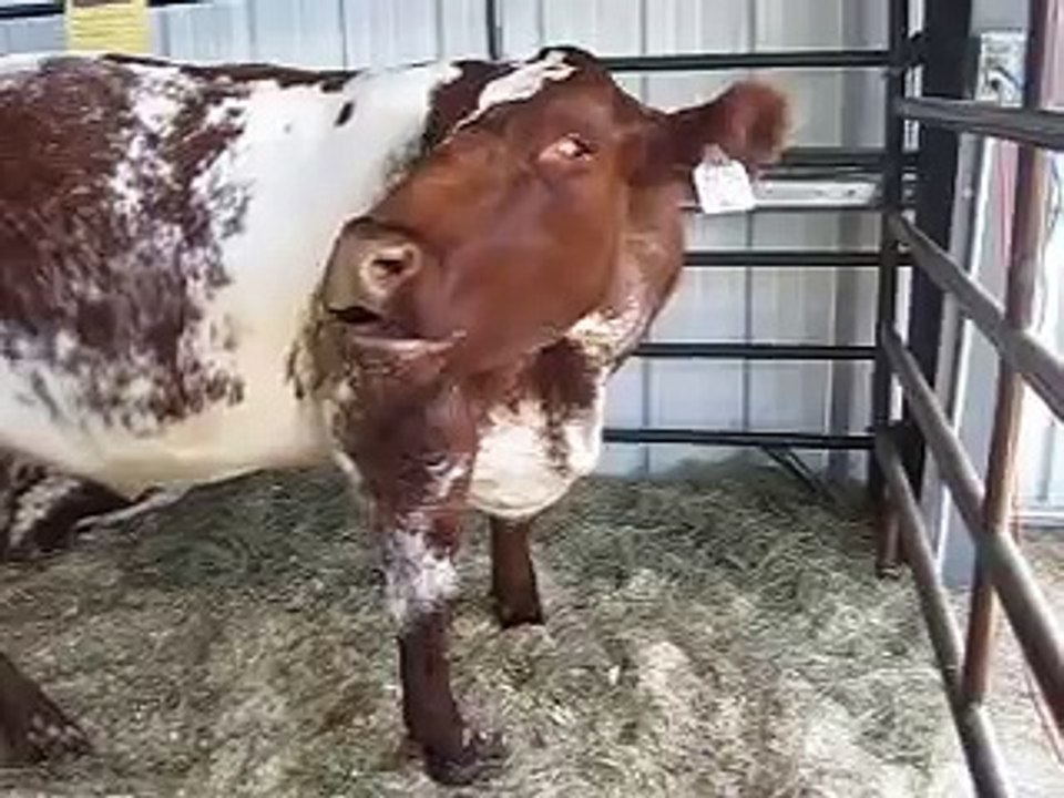 Cow mooing awesomeness