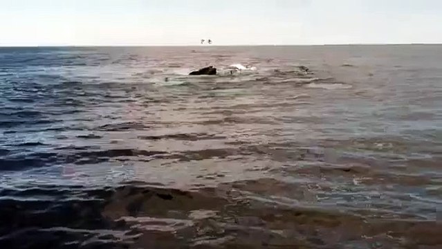 Humpback whales off the coast of Provincetown