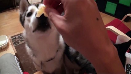 Junhoe/Jinhwan Baby Wolves