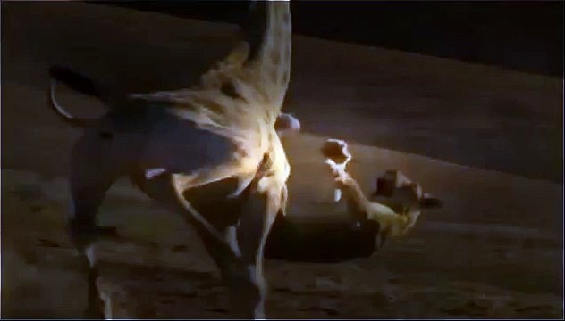 (Documental) FURIA ANIMAL - Ataques Reales - LEONES - OSOS - NATGEO WILD.