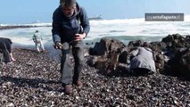Marejadas: miles de choros vararon en la Playa Las Almejas de Antofagasta