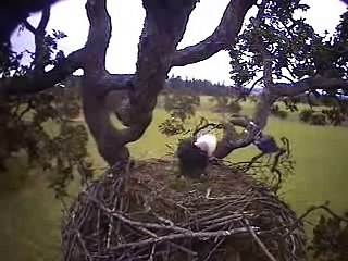 The Eagle Has Landed