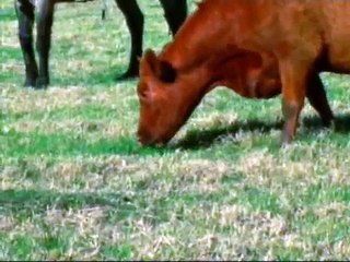 Indicação Geográfica da Carne do Pampa Gaúcho