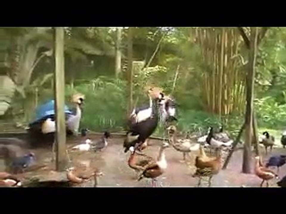 Birds in the Aviary