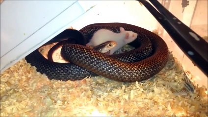 Лучше друзья