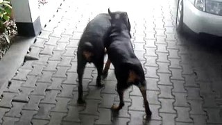 Rottweilers play fighting - funny