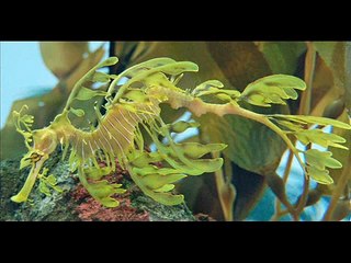 Most amazing and bizarre deep sea creatures