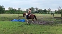 SOLD - 12-YO Paint Horse gelding, ranch, trail, drill team