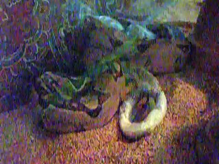 Samirah...shedding is such hard work YAWNNN!