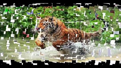 SUPER LIONS CRICKET TEAM OFFICIAL SONG