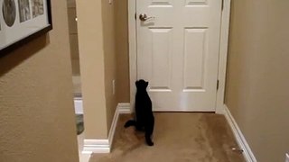 Cat opening door for the dog