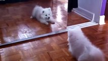 9 week old Japanese Spitz playing with mirror