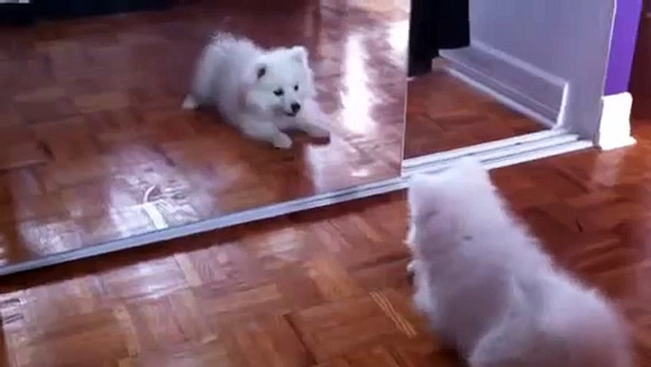 9 week old Japanese Spitz playing with mirror