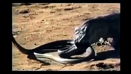 Komodo Vs Cobra - Komodo Vs Cobra Full Fight