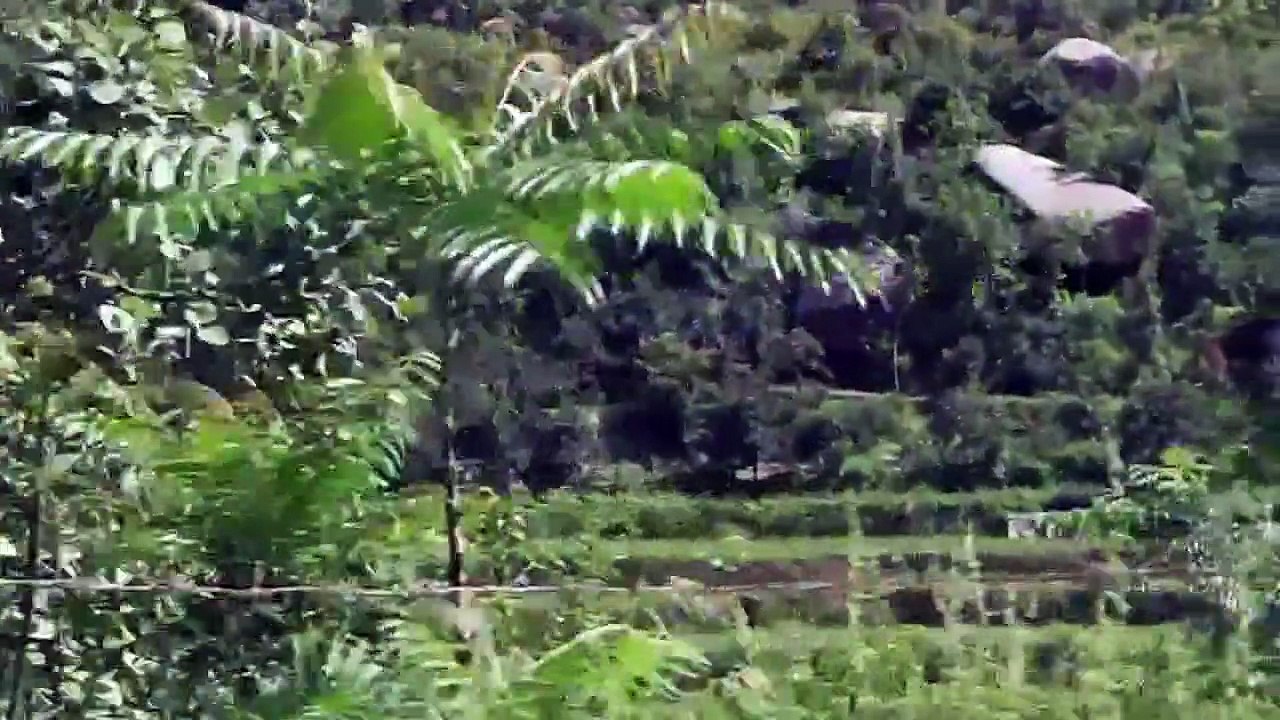 SWAT VALLEY with RIVER fruits trees and high speed flowing river water 17 JULY 2011 PAKISTAN