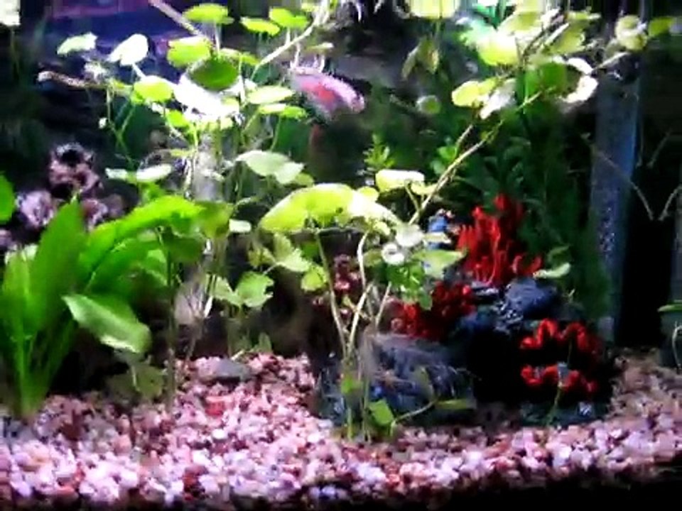 My Kribensis and community tanks