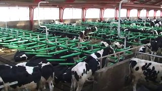 Innovative Cow-Welfare Flex Stalls™ free stalls for heifers