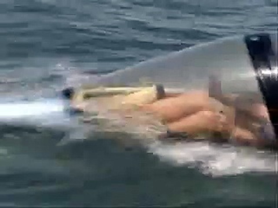 dolphin