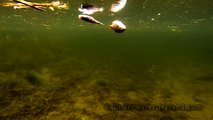 Pike fishing wt deadbait underwater attack. Pesca: ataque de lucio. Атака щуки под водой.