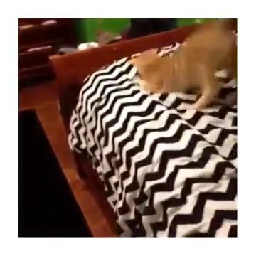 То чувство, когда кот танцует тверк лучше тебя