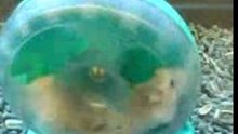 life of hamster